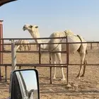 أبل جمله