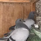 حمام زاجل
