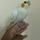 كروان لاتينو أليف انثا العمر 9 شهور العيون حمر