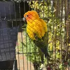 صن كنيور للبيع