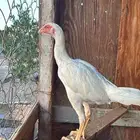 دجاجة باكستانية سندي