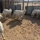 طليان حرية للذبح والتوصيل