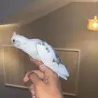 كروان هولندي اليف