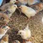 صوص دجاج بلدي