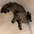 قطو