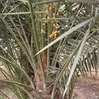 نخل اخلاص