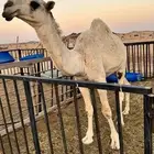 قعدان و بعارين للبيع