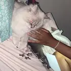 أنثى للتبني