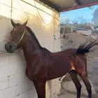 حصان شعبي