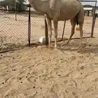 للبيع قعود حيسوني