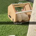 ارنب ابيض مع القفص ذكر وانثى