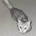 قطة مفقودة في حي الربوة