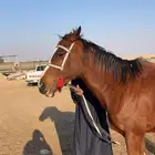 حصان إنجليزي