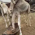 3 حشوان للبيع