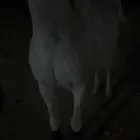 أنا أتبنى جميع أنواع الخيول في الشرقيه