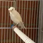 انثى كناري ستنايت نوادر الكناري