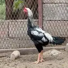 دجاج باكستاني