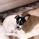 كلب كيوت