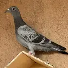 زاجل