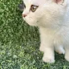 سكوتش فولد للبيع انثى العمر شهرين