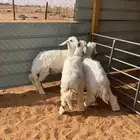 بهم حري