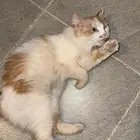 قطط