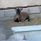 للبيع زوج ماعز قزم منتج