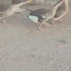 وز عراقي للبيع