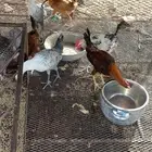 للبيع دجاج بلدي