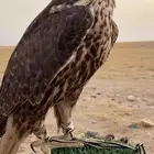 طير