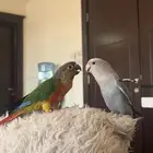 روز و كنيور كلها متكلمه واليفه وهدد نشبه