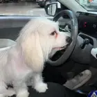 للتبني برسوم مالتيز