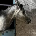 خيل شعبي شيخ للبيع