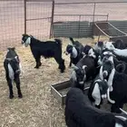تيوس مخاصي للبيع