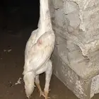 ديك سندي