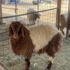 خرفان نعيم وحريات