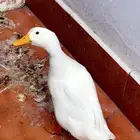 بطه بلدي تربية بيت