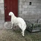 خروف جبر ناهييي كفو