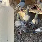 حمام زاجل البيع على المنضور فيهن زاجل سباق