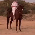 فرس للبيع