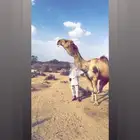 عقابي كفو للبيع