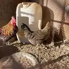 دجاج عربي ماكنتوش