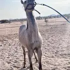 خيل حصان عربي اصيل صغير وخط جمال