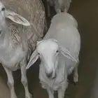 طليان للبيع