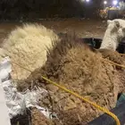 قعدان للبيع توها واصل من البر