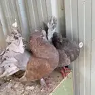 حمام رقاص زوج