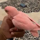روز اليف