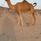 ناقه بنت مياس ابو عقال سابق ومنتج ولقحه من جمل سبوق