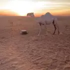 للبيع ناقه ظريبه سنه اول سديس