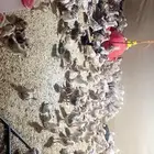 للبيع صوص بلدي شرط شرط